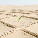 China und Wiederaufforstung: Aus der Wüste wird eine CO2-Senke