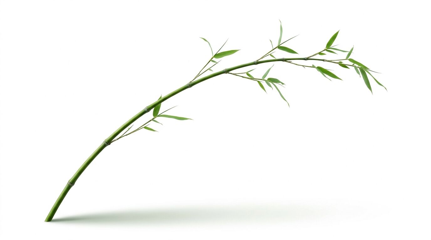 Gebogener grüner Bambuszweig mit Blättern und Schattenwurf vor weißem Hintergrund