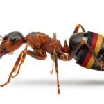 Ameisenstaat 🐜 gegen Bundesrepublik