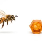 Bienenvolk gegen Bundesrepublik: 470 Bienen je Bürger