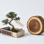 Bonsai 27B: Ein Modell der 27B-Klasse, das auf dem Smartphone läuft