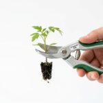 Grünes Licht für die Gen-Schere: Was die neue EU-Gentechnik-Verordnung für KWS Saat bedeutet