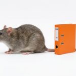 Rattenpopulation 🐀 gegen Bundesrepublik: Wer gewinnt?