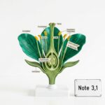 Biologiemodellmacher: Anatomie in 3D, ganz ohne Rendering