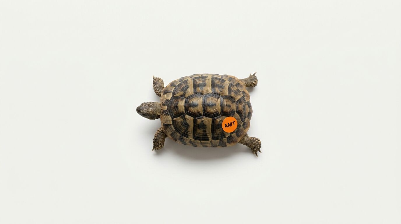 Schildkröte von oben mit orangefarbenem Aufkleber, beschriftet mit AMT, auf weißem Hintergrund