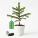 Alex Karp kauft 15.000 Hektar Wald in Schweden für 21 Millionen Euro